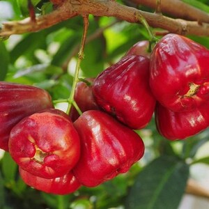Red Jambu Wax pumerose pomarosa 2'-3' (Rose Apple)