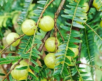 Big Amla indian Gooseberry live tree 6in to 15 in