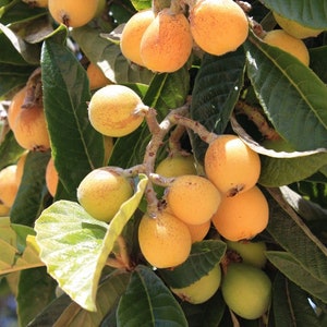 Grafted Loquat sapodilla live tree 2-3ft