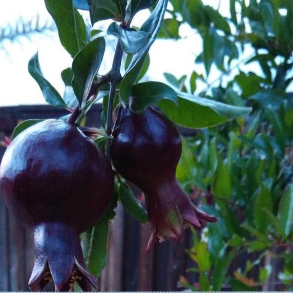 Black pomegranate live tree 10in to 2ft