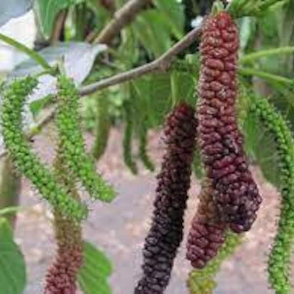 Pakistan Mulberry morus macroura 10"-2'