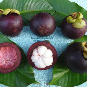 Two Mangostan exotic tree 6"-10"