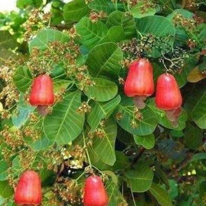 BIG cashew nut live tree 1-3 ft