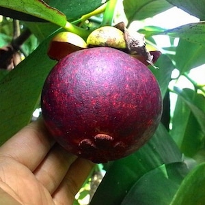 Exotic tree Mangostan 6"-10"