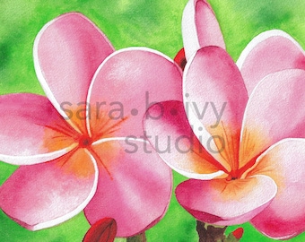 May include: Two pink plumeria flowers with white edges and yellow centers, painted in watercolor on a green background.