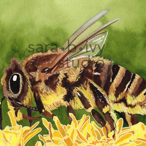 Honey Bee Realistic Watercolor Painting, 12x9 Unframed Flying Insect Artwork, Original Honeybee Pollinator Wall Decor by Sara B. Ivy