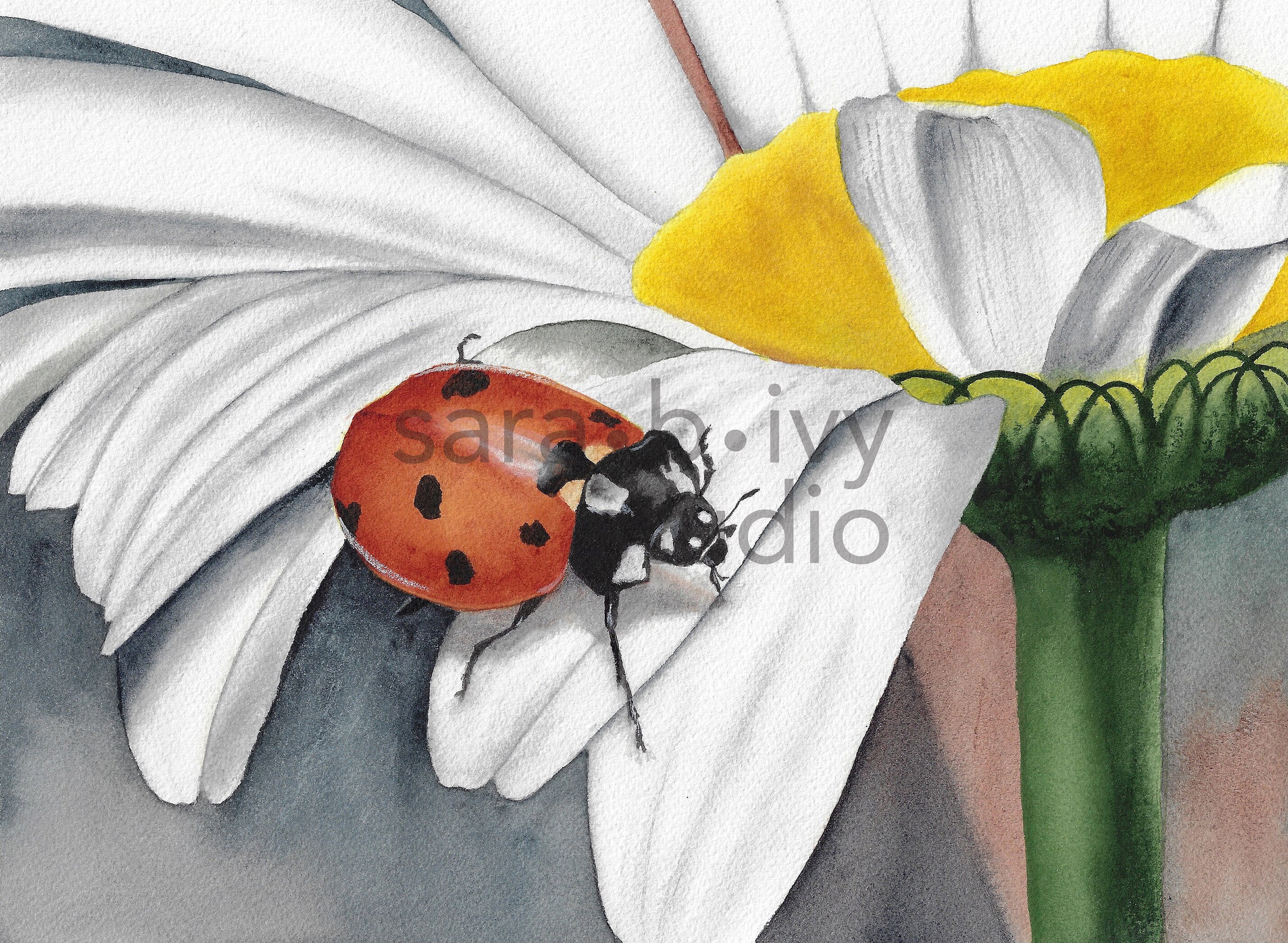 Ladybug and Daisy Limited Edition of 10 Watercolor Fine Art Print ...