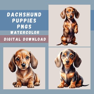Dackel Welpen Clipart Bundle, 15 entzückende Aquarell Weiner Hunde, Hunde-Liebhaber-Designs, Dackelbilder, POD-Grafiken, transparente PNGs