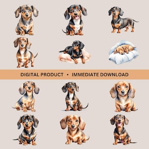 Dackel Aquarell Bundle, 12 Weiner Hunde Illustrationen, Dackel Clip Art PNGs, Sublimationsgrafiken, Geschenk für Hundemutter, Hundevater