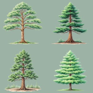 May include: Four watercolour illustrations of different types of evergreen trees. The trees are all green and have brown trunks. The trees are set against a light blue background.