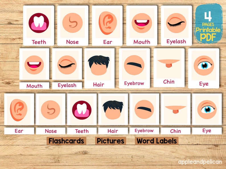 Printable face parts matching worksheet with flashcard, Body Parts activity, Toddler Activity busy book preschool Montessori Activity image 4