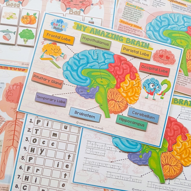 Human Brain Anatomy Activity Brain Parts Matching Printable - Etsy UK