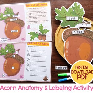 Acorn Anatomy Labeling Activity, Preschool Activity, Fall Activity, Parts Of An Acorn, Autumn Montessori Homeschool Science Printable