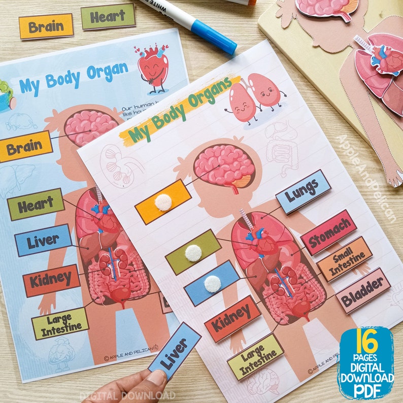 Human Anatomy Activity Unit, Printable Human Body Organ Matching, Preschool Curriculum Homeschool Materials, Montessori Learning Binder image 2