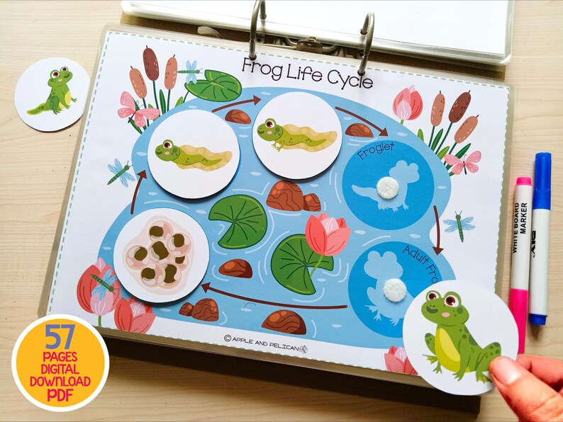 May include: Educational chart illustrating the frog life cycle, featuring stages from eggs to adult frog. The chart includes colorful illustrations of each stage, with the text "Frog Life Cycle". Includes a round sticker with the text "57 PAGES DIGITAL DOWNLOAD PDF".