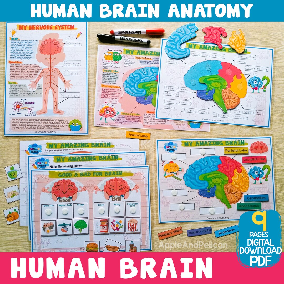 Human Brain Anatomy Activity, Brain Parts Matching, Printable Preschool ...
