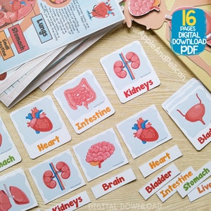 Human Anatomy Activity Unit, Printable Human Body Organ Matching, Preschool Curriculum Homeschool Materials, Montessori Learning Binder image 7