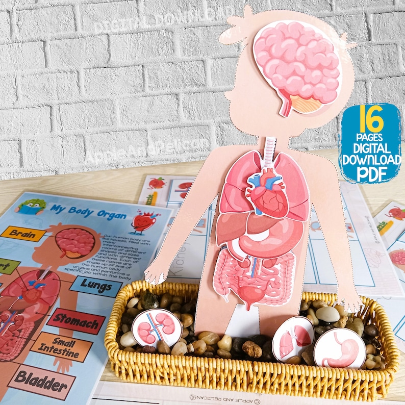Puede incluir: Un gr&aacute;fico de anatom&iacute;a del cuerpo humano imprimible de 16 p&aacute;ginas. El gr&aacute;fico incluye una figura recortable de una persona con &oacute;rganos extra&iacute;bles, incluyendo el cerebro, los pulmones, el coraz&oacute;n, el est&oacute;mago, el intestino delgado, la vejiga y los ri&ntilde;ones. El gr&aacute;fico tambi&eacute;n incluye una p&aacute;gina separada para cada &oacute;rgano con una descripci&oacute;n e ilustraci&oacute;n. El gr&aacute;fico est&aacute; dise&ntilde;ado para fines educativos y se puede utilizar para ense&ntilde;ar a los ni&ntilde;os sobre el cuerpo humano.