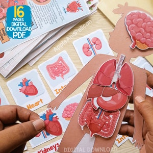 Puede incluir: Una actividad de aprendizaje de anatom&iacute;a del cuerpo humano imprimible para ni&ntilde;os. La imagen muestra un recorte del cuerpo humano con diferentes &oacute;rganos, como el coraz&oacute;n, los pulmones, los intestinos y los ri&ntilde;ones, que se pueden emparejar con las tarjetas correspondientes. Las tarjetas est&aacute;n etiquetadas con el nombre de cada &oacute;rgano. La imagen tambi&eacute;n incluye el texto "16 P&aacute;ginas Descarga digital PDF".