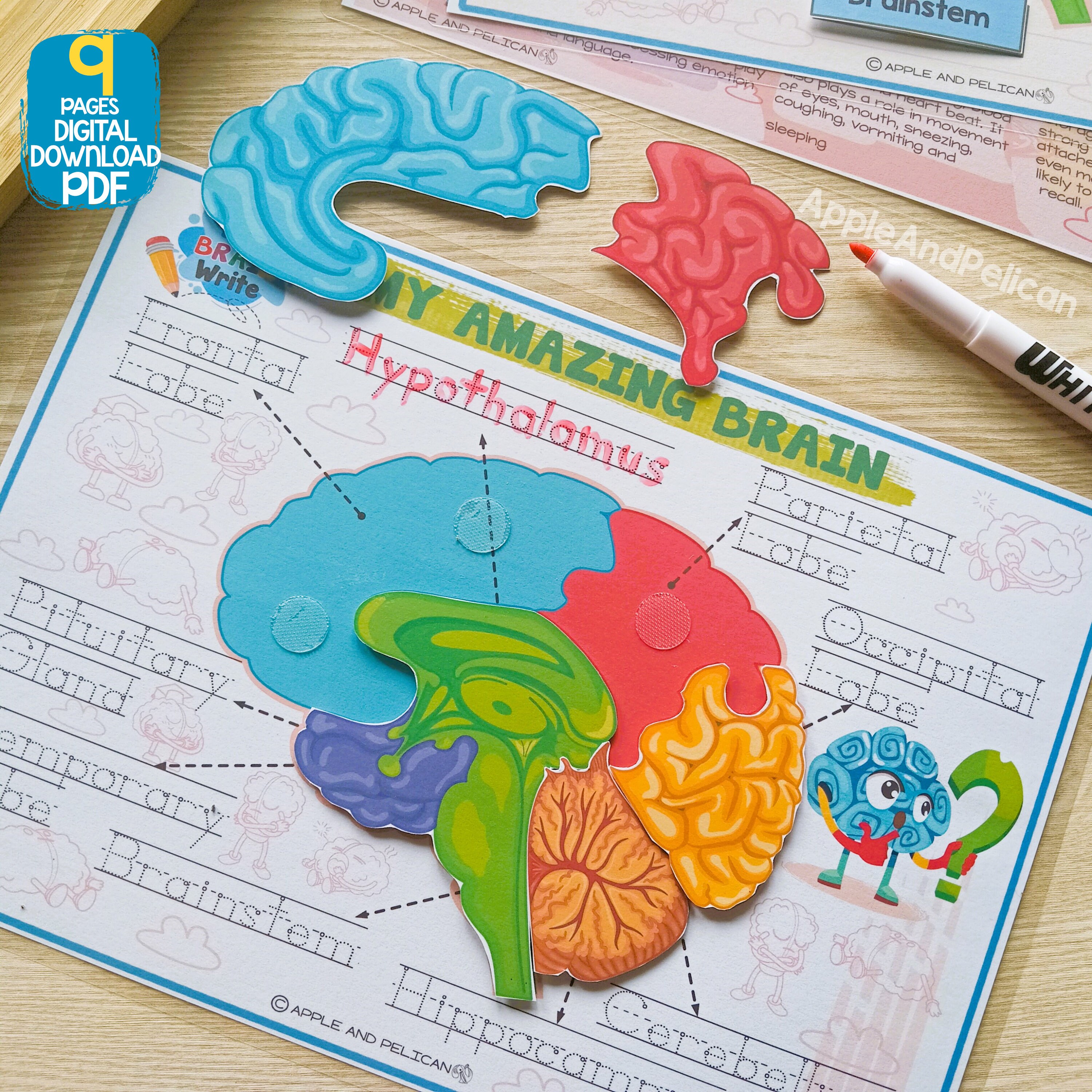 Human Brain Anatomy Activity, Brain Parts Matching, Printable Preschool ...