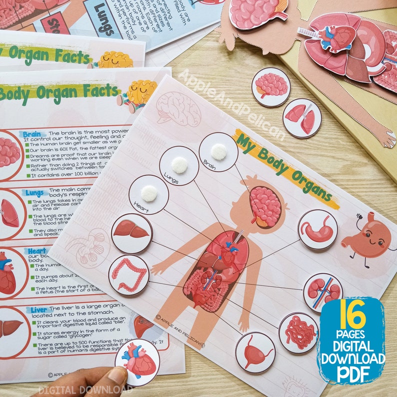 Puede incluir: Un gr&aacute;fico educativo colorido para ni&ntilde;os sobre el cuerpo humano. El gr&aacute;fico presenta una ilustraci&oacute;n de dibujos animados de un ni&ntilde;o con diferentes &oacute;rganos etiquetados y resaltados. El gr&aacute;fico incluye un t&iacute;tulo "Mis &oacute;rganos del cuerpo" y una lista de &oacute;rganos con datos sobre cada uno. El gr&aacute;fico est&aacute; dise&ntilde;ado para ser utilizado para ense&ntilde;ar a los ni&ntilde;os sobre el cuerpo humano.