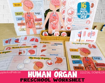 Human Anatomy Activity Unit, Printable Human Body Organ Matching, Preschool Curriculum Homeschool Materials, Montessori Learning Binder