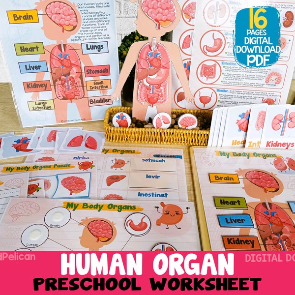 Human Anatomy Activity Unit, Printable Human Body Organ Matching, Preschool Curriculum Homeschool Materials, Montessori Learning Binder