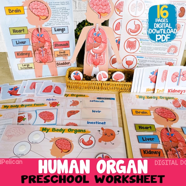 Unité d'activités d'anatomie humaine, correspondance des organes du corps humain à imprimer, matériel pédagogique pour le programme préscolaire à domicile, cartable Montessori