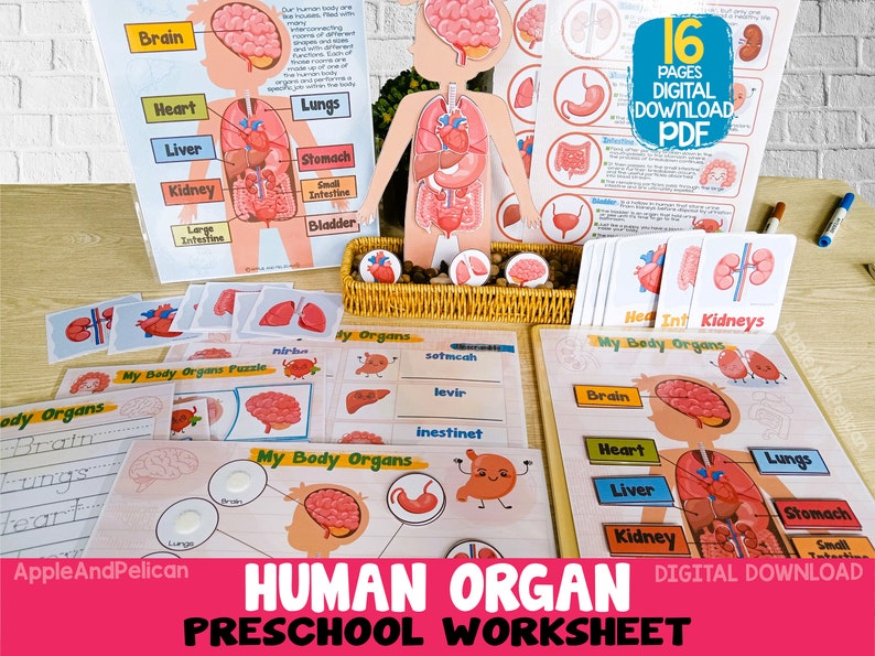 Human Anatomy Activity Unit, Printable Human Body Organ Matching, Preschool Curriculum Homeschool Materials, Montessori Learning Binder image 1