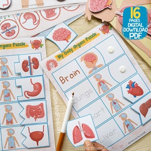 Human Anatomy Activity Unit, Printable Human Body Organ Matching, Preschool Curriculum Homeschool Materials, Montessori Learning Binder image 4