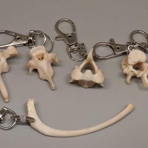 May include: Keychains featuring various bone specimens, including vertebrae and a rib, each attached to a silver-colored metal clasp. The bones are off-white and appear to be from an animal. The keychains are arranged on a gray surface.