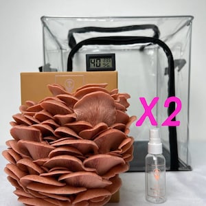Mushroom Grow Tent Full Set & 2 Grow kits - 2x Choose any Grow Kits, 1x Grow Tent, 1x Hygrometer and 1x Spray Bottle
