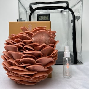 Mushroom Grow Tent Full Set with a Grow kit - 1x Choose any Grow Kit, 1x Grow Tent, 1x Hygrometer and 1x Spray Bottle
