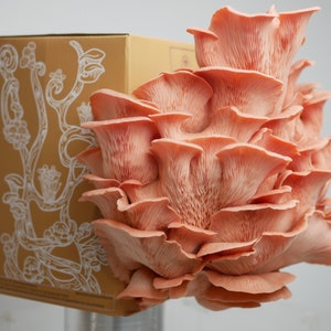 Kit de cultivo de hongos: elige el tuyo