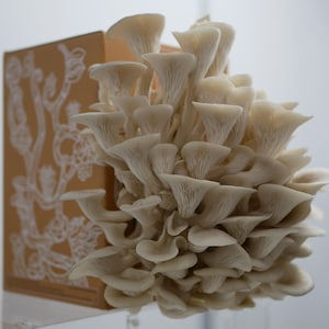 Kit de Culture de Champignons - Huître Bleue