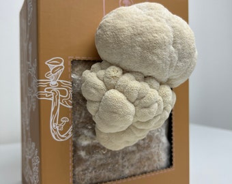 Mushroom Grow Kit - Lion's Mane