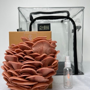 Peut inclure: Un kit de culture de pleurotes roses avec un sac de culture en plastique transparent, un hygromètre et un thermomètre indiquant 40 % et 23,5 degrés, et un petit flacon pulvérisateur étiqueté "My Mushroom Tonic".