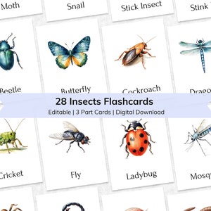 Tarjetas didácticas de insectos editables para niños, tarjetas didácticas imprimibles de 3 partes para niños pequeños, materiales de insectos Montessori, tarjetas didácticas de insectos