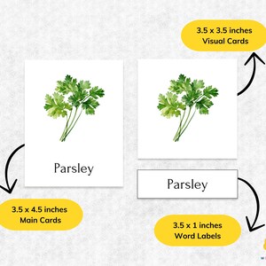 Parsley Flash Card.pdf Herb Montessori Flashcards: Watercolor 3-part Cards (digital Download ...