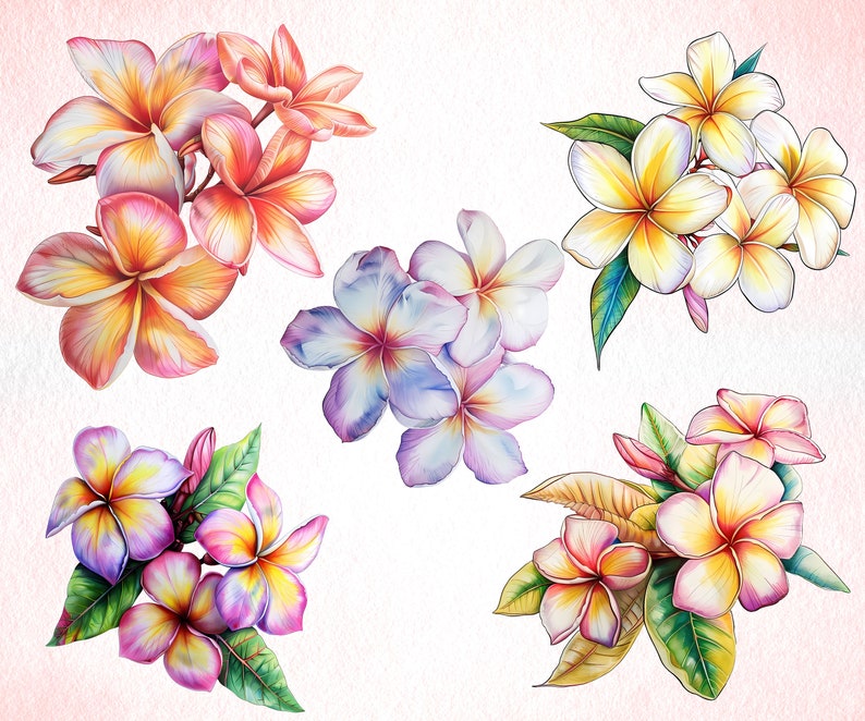 Cute Plumeria Flowers Clipart Bundle PNG Hawaiian Floral Printable Art Elegant Flowers Image ...