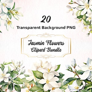 Bundle de clipart fleurs de jasmin Png, fleur élégante blanche, modèle floral de mariage, image de motif de fleurs, téléchargement immédiat, usage commercial