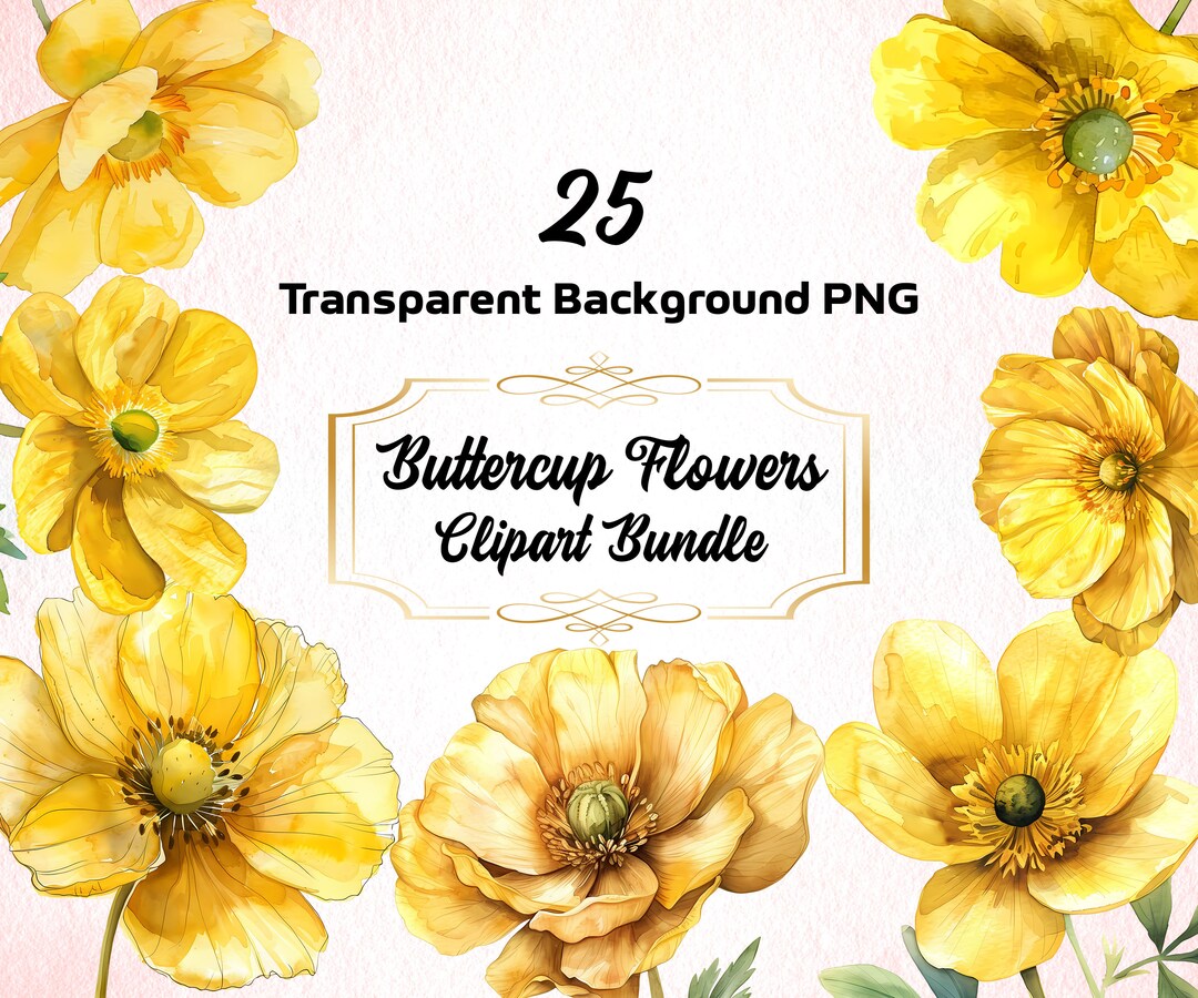 Watercolor Buttercup Flowers Clipart Bundle Png Spring Floral Art