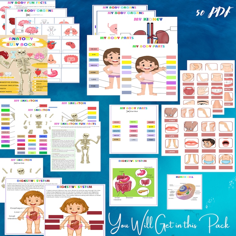 Buy Anatomy Busy Book Printable Learning Binder Preschool Anatomy 