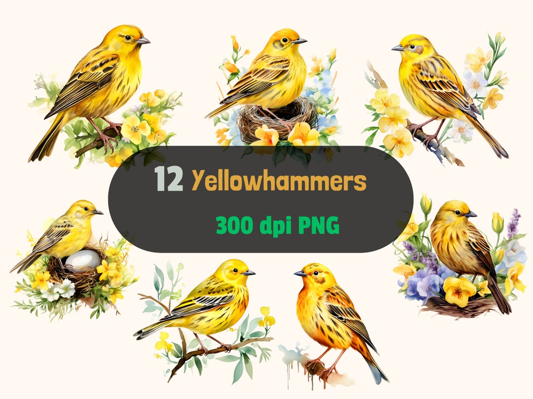 Yellowhammer Pngs Bird Watercolor Clipart Bird PNG - Etsy