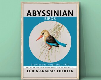 Louis Agassiz Fuertes Greyheaded Kingfisher, 1930 Print,Album of Abyssinian Birds and Mammals,Vintage Birds Poster,DIGITAL DOWNLOAD