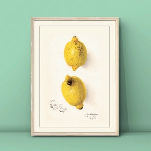Vintage Limes Poster,Watercolor Lemon Print,Kitchen Wall Decor,Dining room Wall Art,Vintage Fruit Poster,Lemon  Painting,DIGITAL DOWNLOAD
