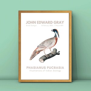 Impresión de faisán de Pucras de John Edward Gray, póster vintage de faisán, pintura vintage de pájaro, ilustración de pájaro, descarga digital