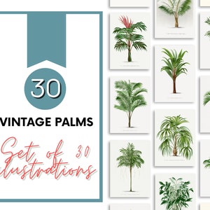 Set of 30 Palm Tree Print | Vintage | Palm Tree Wall Art | Palm Tree Poster | Tropical Wall Art | Boho Coastal | Digital Download | print