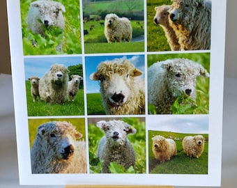 Greyface Dartmoor photo card