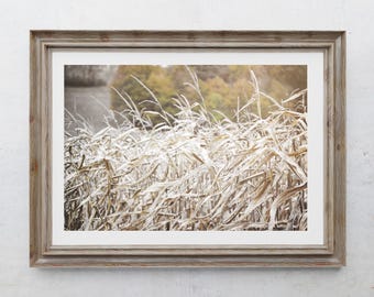Impresión fotográfica de un campo de maíz, decoración de una casa de campo, decoración rústica del hogar, arte rural, follaje otoñal, tallos de maíz, paisaje otoñal de Pensilvania